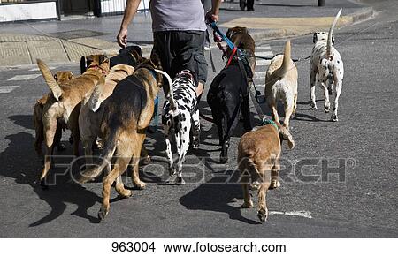 Rear view of a man walking a group of dogs View Large Photo Image Picture - Rear view of a man walking a group of dogs. Fotosearch