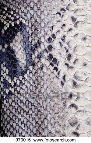 Stock Photograph - Snakeskin close-up. Fotosearch