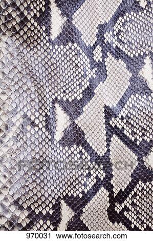 Stock Image - Snakeskin up close. Fotosearch
