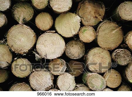 Stack of logs View Large Photo Image Stock Photograph - Stack of logs. Fotosearch