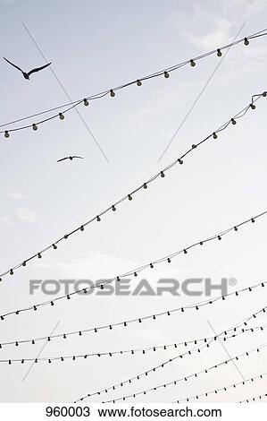 Strings of lights with birds View Large Photo Image Stock Image - Strings of lights with birds. Fotosearch