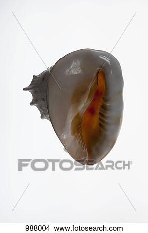 The aperture of a helmet shell View Large Photo Image Picture - The aperture of a helmet shell. Fotosearch