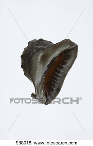 The aperture of a helmet shell View Large Photo Image Stock Photography - The aperture of a helmet shell. Fotosearch