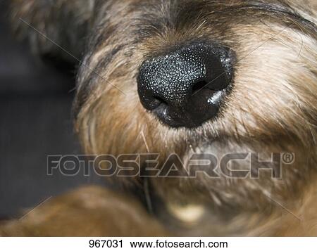 The snout of a dog View Large Photo Image Stock Image - The snout of a dog. Fotosearch