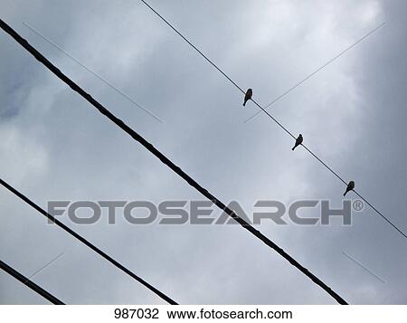 Three birds on a power line View Large Photo Image Stock Image - Three birds on a power line. Fotosearch