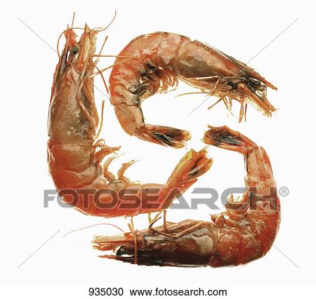 Three prawns on a lightbox View Large Photo Image Stock Image - Three prawns on a lightbox. Fotosearch