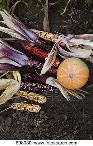 Variegated corn cobs and a pumpkin on the ground View Large Photo Image Stock Image - Variegated corn cobs and a pumpkin on the ground. Fotosearch