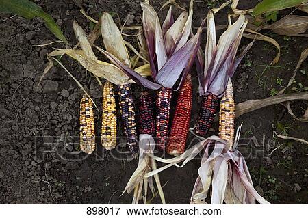 Variegated corn cobs in a row on the ground View Large Photo Image Stock Photo - Variegated corn cobs in a row on the ground. Fotosearch