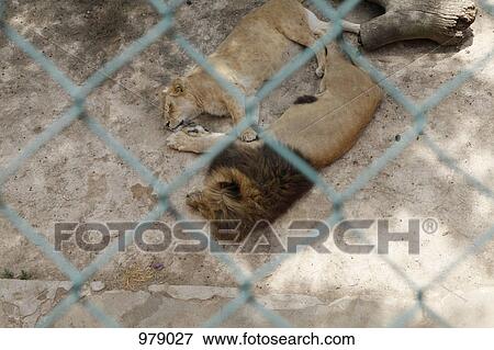 View of lions lying down in a zoo enclosure View Large Photo Image Stock Photo - View of lions lying down in a zoo enclosure. Fotosearch