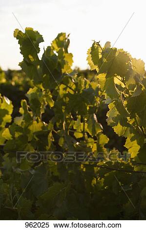 Vines in a vineyard View Large Photo Image Stock Photography - Vines in a vineyard. Fotosearch