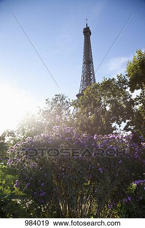 Wildflowers in front of the Eiffel Tower View Large Photo Image Stock Photo - Wildflowers in front of the Eiffel Tower. Fotosearch