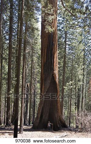 Woman in front of a large redwood tree View Large Photo Image Stock Photo - Woman in front of a large redwood tree. Fotosearch