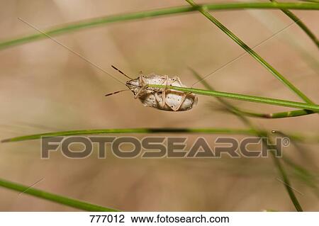 A beetle hanging upside down from a blade of grass View Large Photo Image Stock Image - A beetle hanging upside down from a blade of grass. Fotosearch