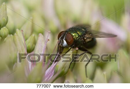 A blowfly (Calliphora Lucilia) perching on a flower View Large Photo Image Stock Photo - A blowfly (Calliphora Lucilia) perching on a flower. Fotosearch