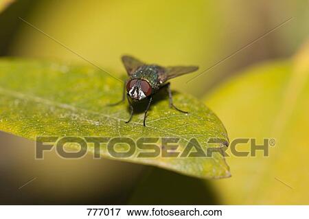 Stock Photo - A blowfly (Calliphora Lucilia) standing on a leaf. Fotosearch