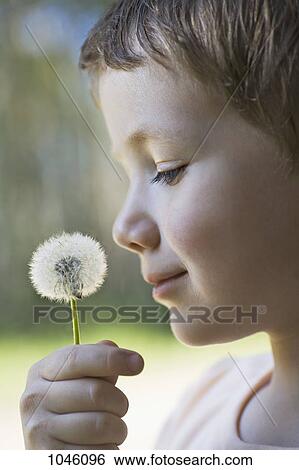 A boy holding a dandelion up to his nose View Large Photo Image Stock Photograph - A boy holding a dandelion up to his nose. Fotosearch