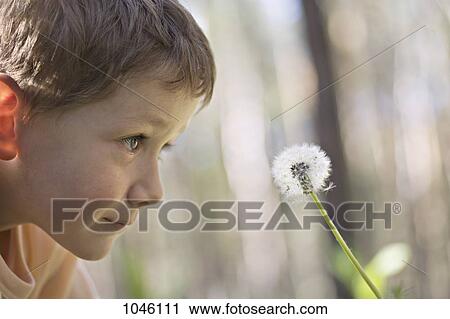 A boy looking at a dandelion View Large Photo Image Stock Image - A boy looking at a dandelion. Fotosearch