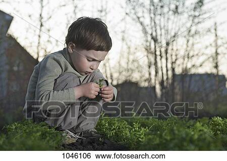 A boy staring intently at a leaf, autumn View Large Photo Image Stock Photograph - A boy staring intently at a leaf, autumn. Fotosearch