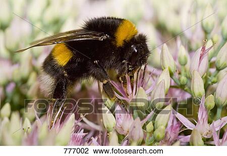 A bumblebee (Bombus terrestris) perched on a flower View Large Photo Image Stock Image - A bumblebee (Bombus terrestris) perched on a flower. Fotosearch