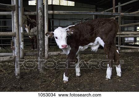 A calf standing in a barn View Large Photo Image Picture - A calf standing in a barn. Fotosearch