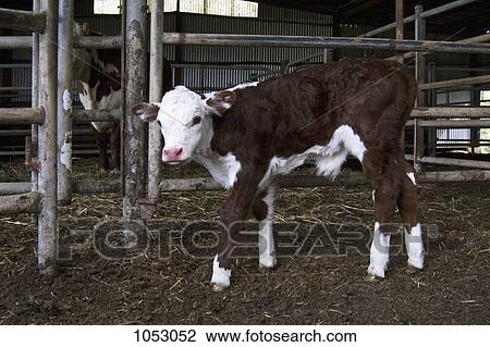 A calf standing in a barn View Large Photo Image Stock Image - A calf standing in a barn. Fotosearch