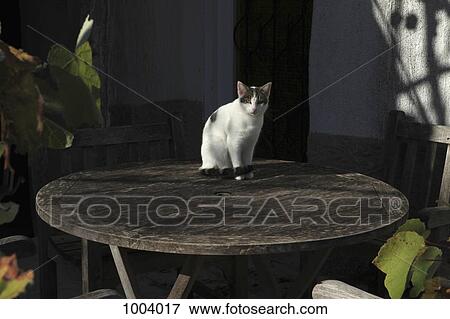 A cat sitting on a table, outdoors View Large Photo Image Stock Photo - A cat sitting on a table, outdoors. Fotosearch