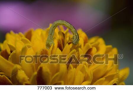 A caterpillar on a flower View Large Photo Image Stock Image - A caterpillar on a flower. Fotosearch