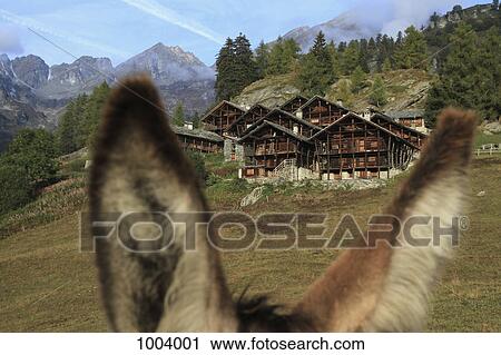 Stock Image - A chalet seen between the ears of a donkey, Alagna, Monte Rosa, Piedmont, Italy. Fotosearch