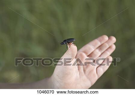 A child holding a beetle, detail of hand View Large Photo Image Stock Image - A child holding a beetle, detail of hand. Fotosearch