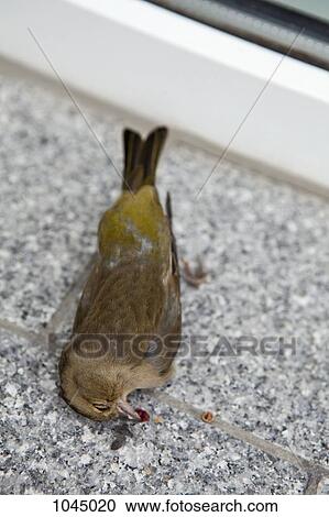 A dead bird on a window ledge View Large Photo Image Stock Image - A dead bird on a window ledge. Fotosearch