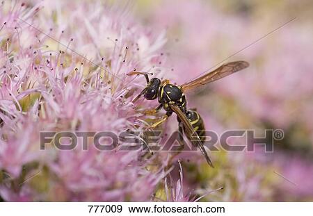 A European paper wasp (Polistes dominula) perched on a flower View Large Photo Image Stock Photo - A European paper wasp (Polistes dominula) perched on a flower. Fotosearch