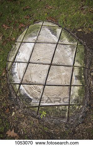 Stock Image - A grid pattern cut into a tree stump. Fotosearch