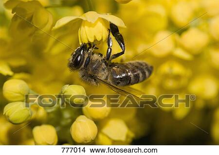 A honey bee (Apis mellifica) perched on yellow flowers View Large Photo Image Picture - A honey bee (Apis mellifica) perched on yellow flowers. Fotosearch