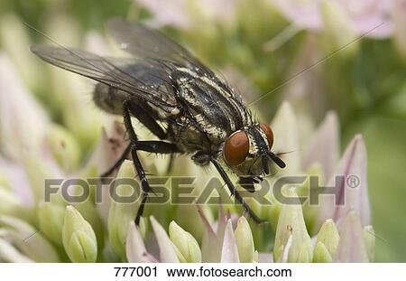 A house fly (Musca domestica) perching on a flower View Large Photo Image Stock Image - A house fly (Musca domestica) perching on a flower. Fotosearch