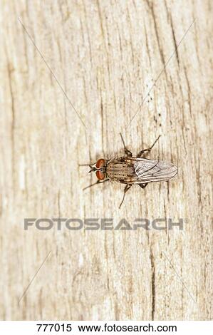 Stock Photography - A house fly (Musca domestica) standing on a piece of deadwood. Fotosearch
