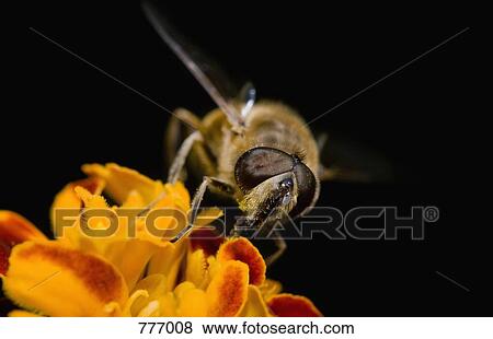 Stock Photo - A hoverfly (Eristalis tenax) perched on a flower, extreme close-up. Fotosearch