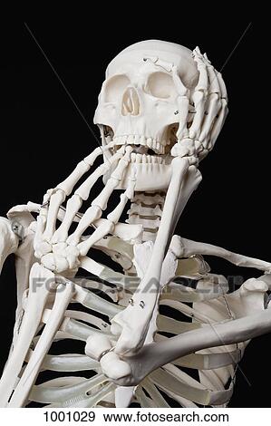 A human skeleton looking afraid View Large Photo Image Stock Photo - A human skeleton looking afraid. Fotosearch