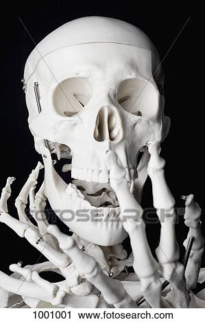 A human skeleton looking shocked View Large Photo Image Stock Image - A human skeleton looking shocked. Fotosearch