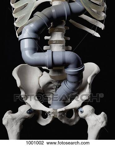 Stock Image - A human skeleton with PVC pipe for intestines. Fotosearch