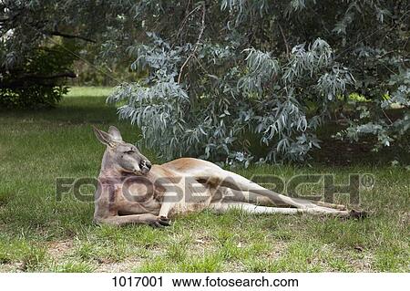 A Kangaroo lying down View Large Photo Image Stock Image - A Kangaroo lying down. Fotosearch