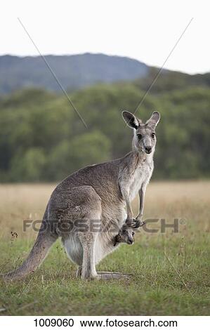 A kangaroo with a baby in her pouch View Large Photo Image Stock Image - A kangaroo with a baby in her pouch. Fotosearch