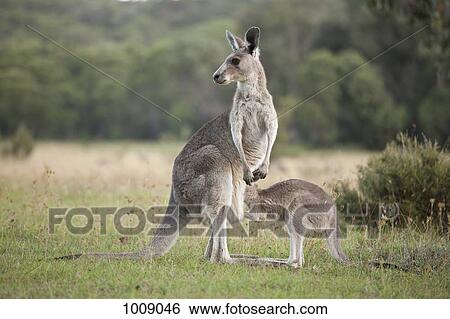 A kangaroo with a baby looking in her pouch View Large Photo Image Stock Photograph - A kangaroo with a baby looking in her pouch. Fotosearch