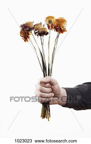 Stock Image - A man holding out a bunch of dead flowers, close-up of hand. Fotosearch