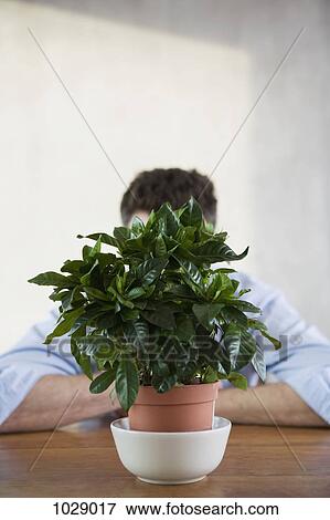 Stock Photo - A man sitting being a potted houseplant, obscured face. Fotosearch