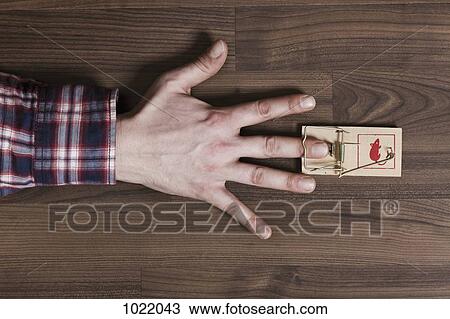 A man's finger trapped in a mousetrap, close-up of hand View Large Photo Image Stock Image - A man's finger trapped in a mousetrap, close-up of hand. Fotosearch