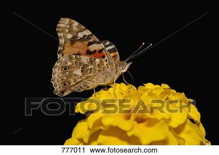 A Painted Lady butterfly (Vanessa cardui) perched on a flower View Large Photo Image Stock Image - A Painted Lady butterfly (Vanessa cardui) perched on a flower. Fotosearch