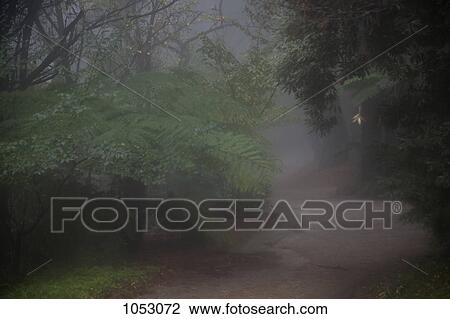A path through a misty forest View Large Photo Image Stock Image - A path through a misty forest. Fotosearch