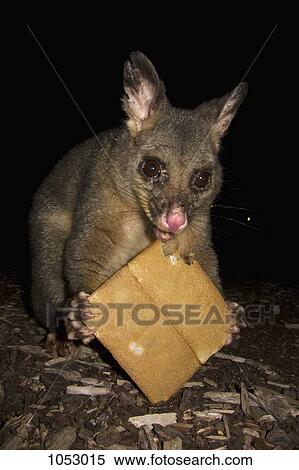 Stock Photography - A possum eating a biscuit. Fotosearch