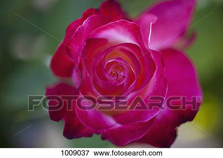 A prink rose View Large Photo Image Stock Photo - A prink rose. Fotosearch