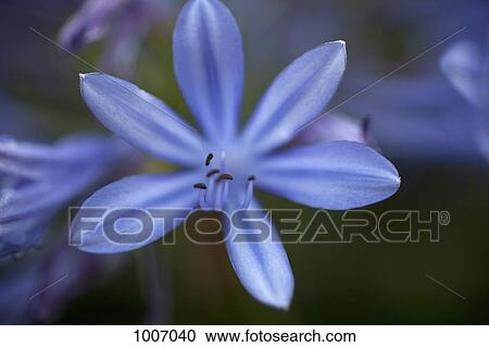 A purple flower View Large Photo Image Stock Image - A purple flower. Fotosearch